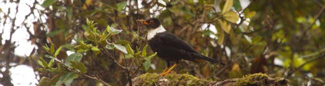 White_Collard_Black_Bird