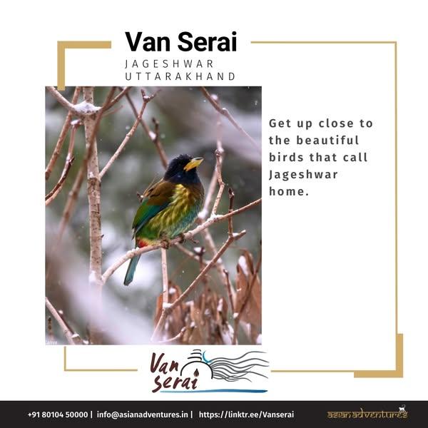 Bird Watching in Jageshwar